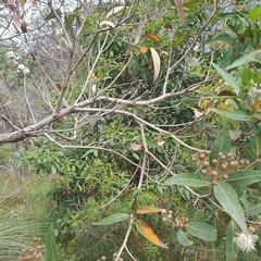 Angophora hispida