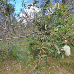 Angophora hispida