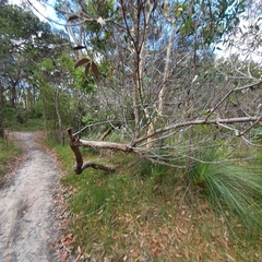 Angophora hispida