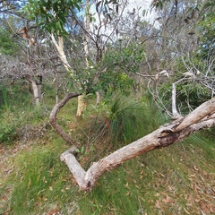 Angophora hispida