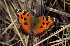 Nymphalis xanthomelas