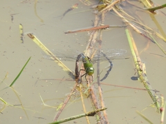 Anax guttatus