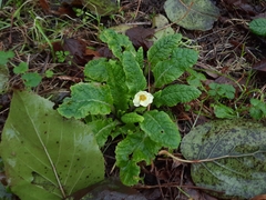 Primula vulgaris