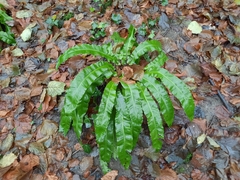 Asplenium scolopendrium scolopendrium