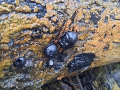 Daldinia concentrica