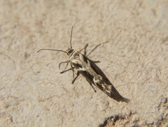 Scythris trivinctella