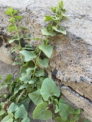 Patellifolia procumbens