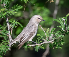 Bradornis microrhynchus