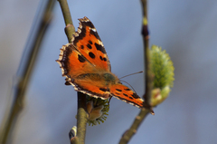Nymphalis xanthomelas