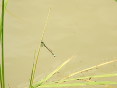 Ischnura senegalensis