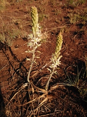 Drimia sanguinea