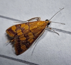 Pyrausta phoenicealis