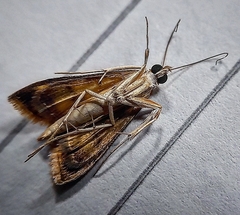 Pyrausta phoenicealis