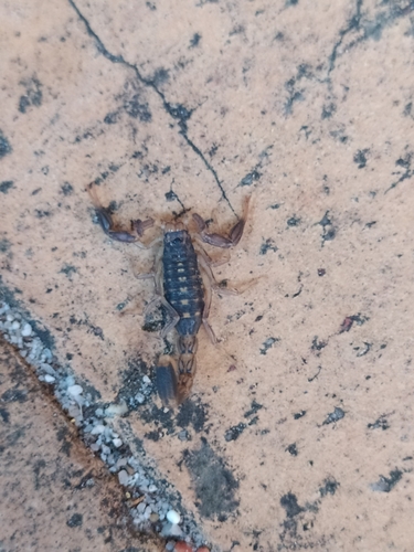 Striped Lesser-Thicktail Scorpion photo 3