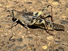 Austracris basalis