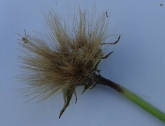 Microseris scapigera