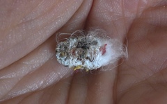 Monophlebidae