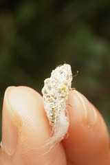 Monophlebidae