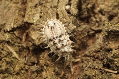 Monophlebidae