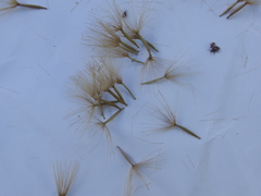 Microseris scapigera