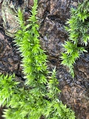 Homalothecium sericeum