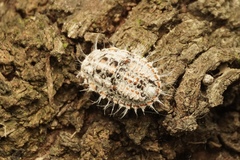 Monophlebidae