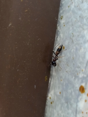 Myrmarachne melanocephala