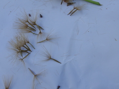 Microseris scapigera