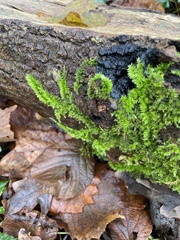 Homalothecium sericeum