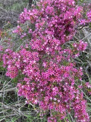 Calytrix exstipulata