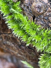 Homalothecium sericeum