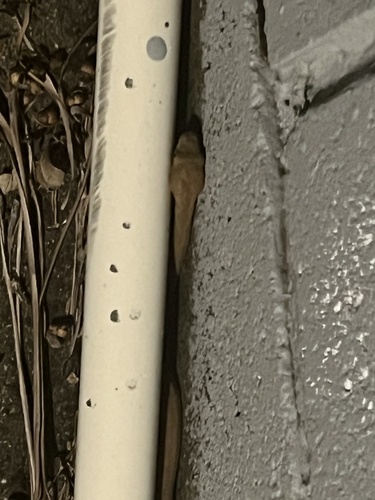 Brown Tree Snake sighting