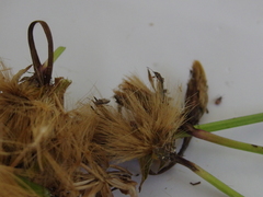 Microseris scapigera