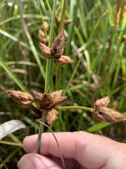 Bolboschoenus caldwellii