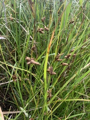 Bolboschoenus caldwellii
