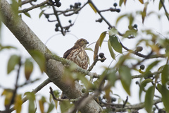 Accipiter trivirgatus