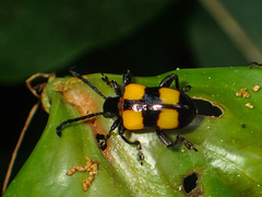 Lilioceris quadripustulata