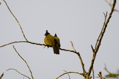 Rubigula flaviventris