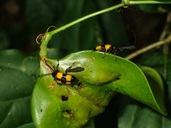 Lilioceris quadripustulata