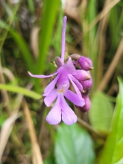 Calanthe