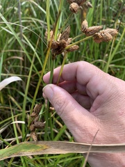 Bolboschoenus caldwellii