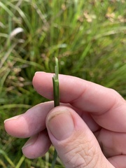 Bolboschoenus caldwellii