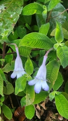 Gesneriaceae