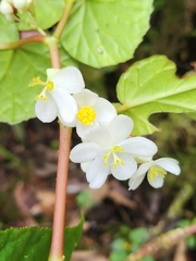 Begonia