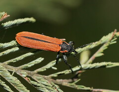 Rhinotia haemoptera