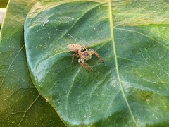 Opisthoncus nigrofemoratus