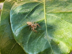 Opisthoncus nigrofemoratus