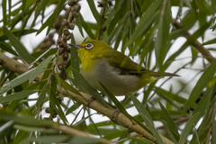 Zosterops palpebrosus