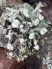 Ramalina fastigiata