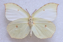 Gonepteryx maxima